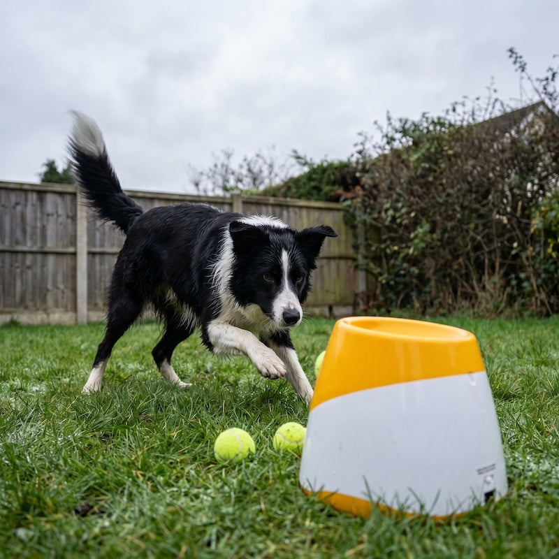 PawsLauncher™ - PawsAndPlay